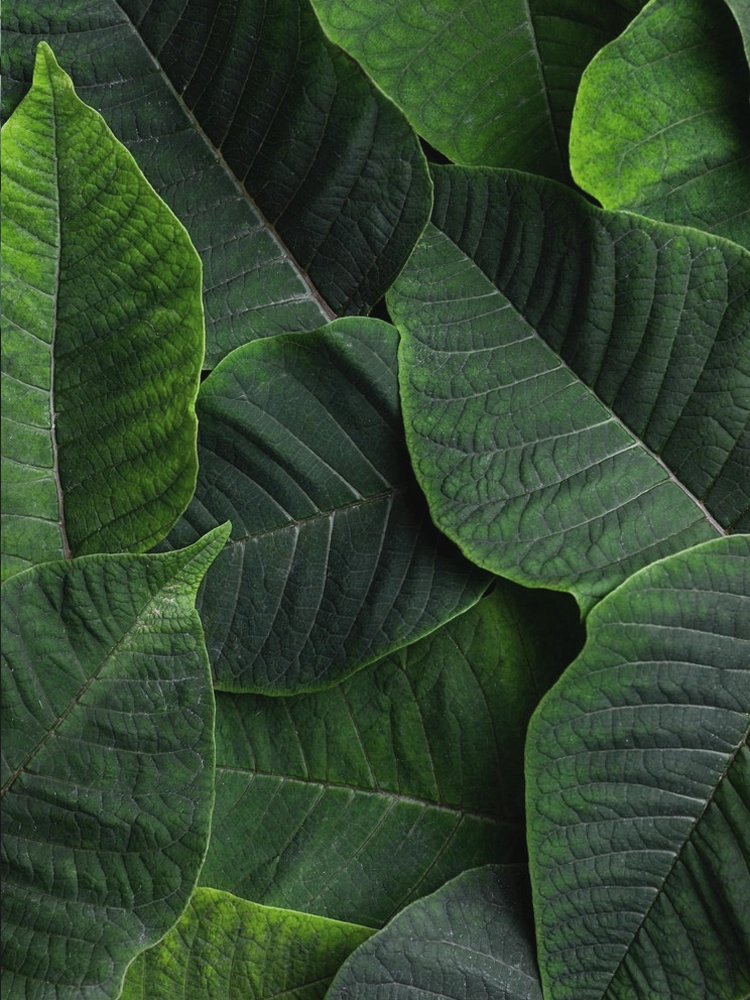 Mantenimiento premium de jardines