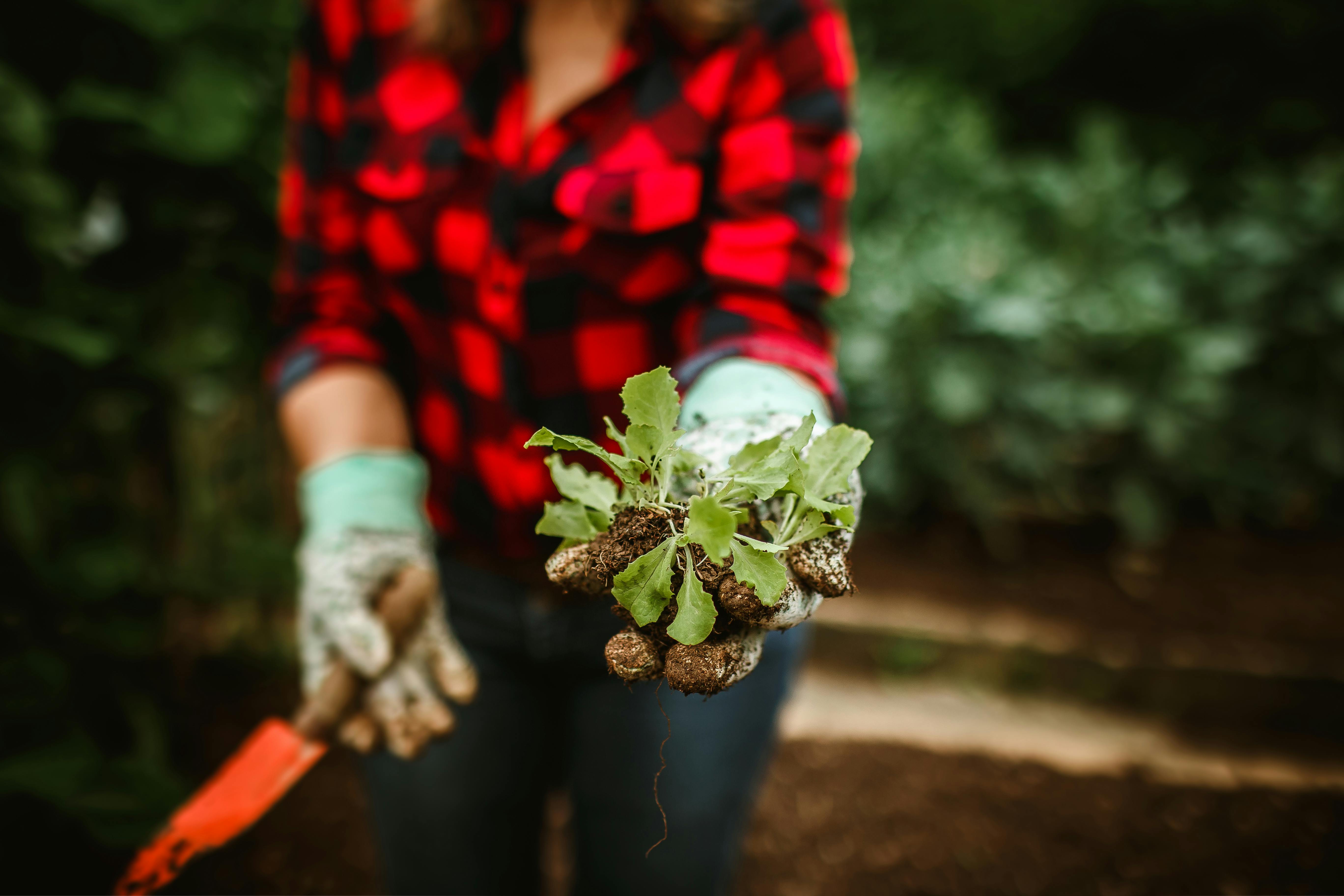 Construcción de jardines