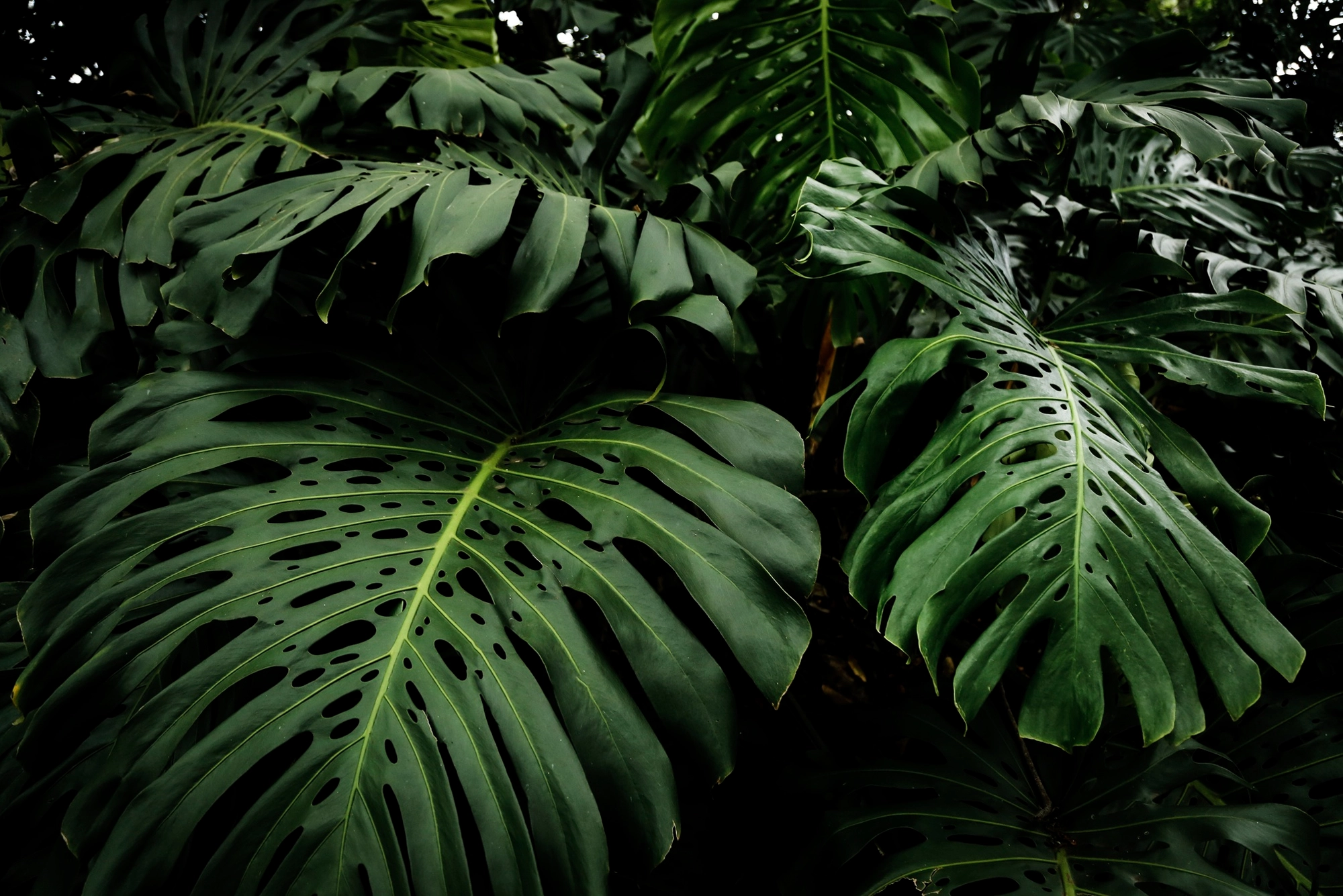 Fondo de plantas